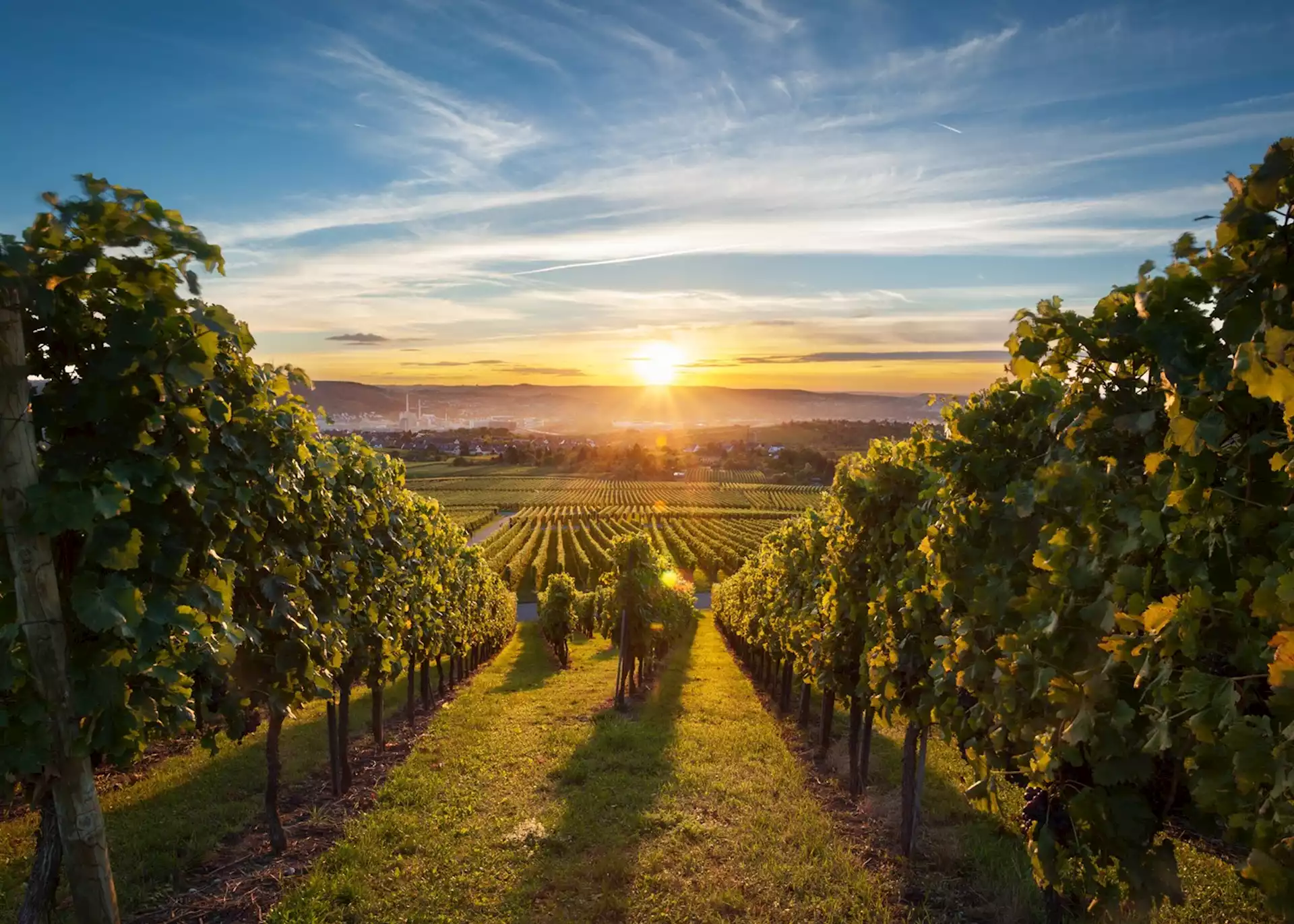 Okanagan Valley vineyard at sunset - Valley Pro AV serves wineries from Kelowna to Osoyoos